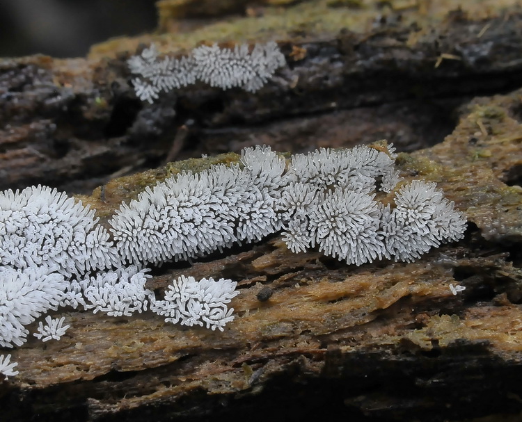 Ceratiomyxa fruticolosa